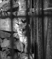 Котэ вас запомнил...