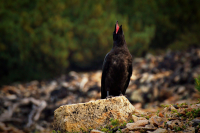 Докричаться до Неба