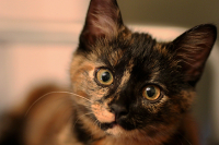 Совесть есть???