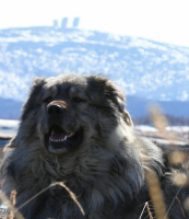 ..землячок..