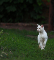 Смеркалось. Враги не дремлют.