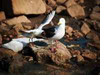 Хьюстон, разрешите посадку!!