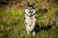 собачкина радость