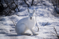 заяц беляк