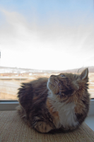 Кажется дождь собирается