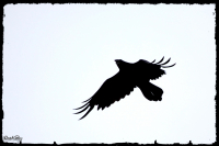 Чёрный ворон