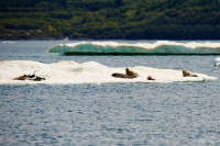 Нагаевский пляж. Июнь.