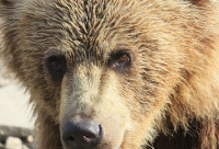 эти глаза напротив