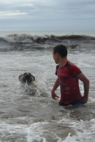 Купание серого коня