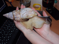 Ретик вырос