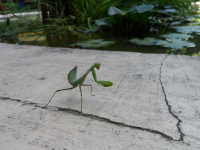 Местный житель