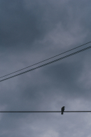 Ворона без куска сыра