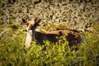 Любопытство