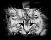 с выставки кошек...