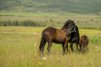 любовь, не только у людей...