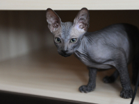 кто сказал "мяу" ?