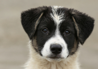 Наверно Бим)