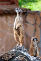 Кажется дождь собирается...