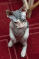 Сальвадор =)