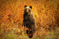 В гостях у Осени