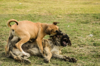 Никогда не сдавайся !