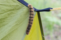 Шелкопрядка