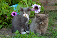 Деревенские приблудыши