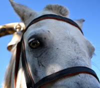 Конь-Степан