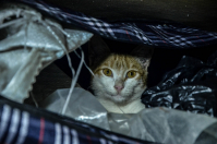 А в сумках много чего есть...