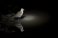 Подлунок обыкновенный