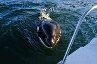 Здрассьте!...