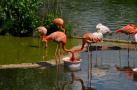 Розовый фламинго=)))