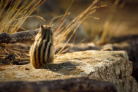 Мохнатый Философ