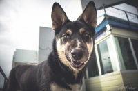 собакаухмыляка