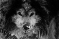 Акела не промахивается...