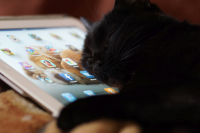 Котогаджет