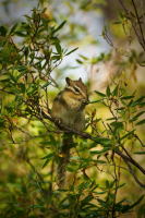 Полосатый Мышь