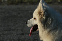 Набегалась