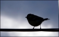 птичкасиничка