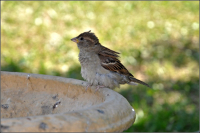 московский воробей :)