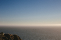 Саша, Оля и птицы