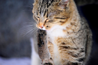 выживает сильнейший