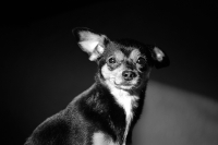 весна пришла, а меня гулять не пускают :(