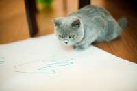 а мою лапку ?