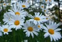 Ромашечки
