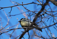 Синица большая.