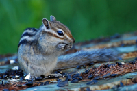 Бурундушка.