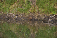 Да это же ондатра!!!