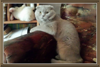 Не отвлекайте!Телевизор смотрю