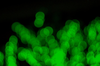 Гелиос 44м4 в зоне нерезкости